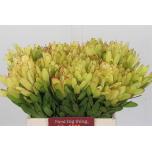 Leucadendron Valgepuu Safari Goldstrike 40cm