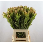 Leucadendron Valgepuu Safari Goldstrike 70cm