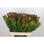 Leucadendron Valgepuu Safari Goldstrike 80cm