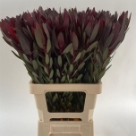 Leucadendron Valgepuu Safari Sunset 70cm