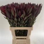 Leucadendron Valgepuu Safari Sunset 70cm