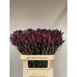 Leucadendron Valgepuu Safari Sunset 80cm