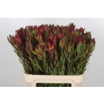 Leucadendron Valgepuu Safari Sunset 80cm