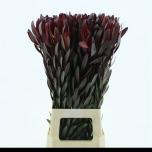 Leucadendron Valgepuu Safari Sunset 80cm