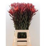 Leucadendron Valgepuu Safari Sunset 80cm