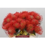 Leucospermum Nõelakera Succession 40cm