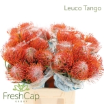 Leucospermum Nõelkera Tango 40cm