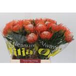 Leucospermum Nõelakera Tango 40-45cm*10