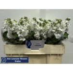 Matthiola Levkoi Centum White