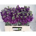 Matthiola Levkoi Iron Purple