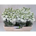 Matthiola Levkoi Iron White