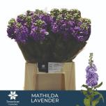 Matthiola Levkoi Mathilda Lavender