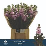 Matthiola Levkoi Mathilda Pink