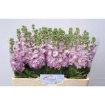 Matthiola Levkoi Mathilda Pink