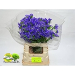 Limonium Parkjuur Pippa Wings 60cm