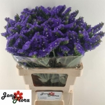 Limonium Parkjuur Pippa Wings 60cm