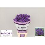 Limonium Parkjuur Acqua Sun Birds 80cm