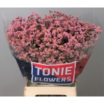 Limonium Parkjuur Anouchka Diamond 70cm