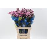 Limonium Parkjuur Barbie Wings 70cm