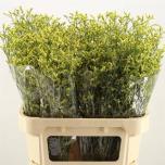 Limonium Parkjuur China Summer 80cm