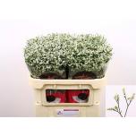 Limonium Parkjuur V China White 60cm