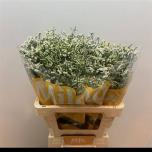 Limonium Parkjuur China White 60cm