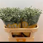 Limonium Parkjuur China White 70cm