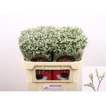 Limonium Parkjuur China White 70cm