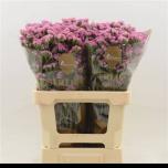 Limonium Parkjuur Coral Wings 60cm