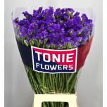 Limonium Parkjuur Crystal Dark Blue 80cm