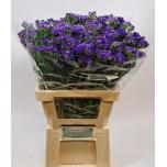 Limonium Parkjuur Crystal Dark Blue 60cm