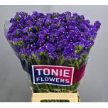 Limonium Parkjuur Crystal Dark Blue 70cm