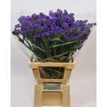 Limonium Parkjuur Crystal Dark Blue 70cm