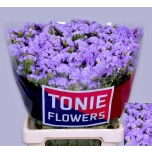 Limonium Parkjuur Donau Birds 70cm