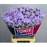 Limonium Parkjuur Donau Birds 70cm