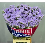 Limonium Parkjuur Donau Birds 70cm