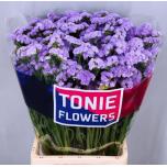 Limonium Parkjuur Donau Birds 80cm