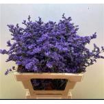 Limonium Parkjuur Kansas Blue 60cm