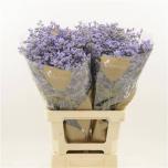 Limonium Parkjuur Maine Blue 60cm