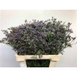 Limonium Parkjuur Maine Blue 60cm