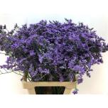 Limonium Parkjuur Maine Blue 60cm