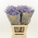 Limonium Parkjuur Maine Blue 70cm