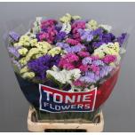 Limonium Parkjuur Rainbow mix 70cm