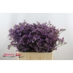 Limonium Parkjuur Piuma Dark Blue 60cm