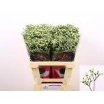 Limonium Parkjuur Pina Colada 60cm