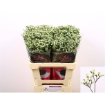 Limonium Parkjuur Pina Colada 60cm