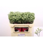 Limonium Parkjuur Pina Colada 70cm