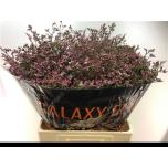 Limonium Parkjuur Piuma Pink Touch 60cm