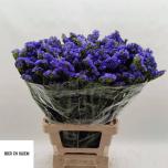 Limonium Parkjuur Pippa Wings 70cm