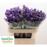 Limonium Parkjuur Pippa Wings 70cm